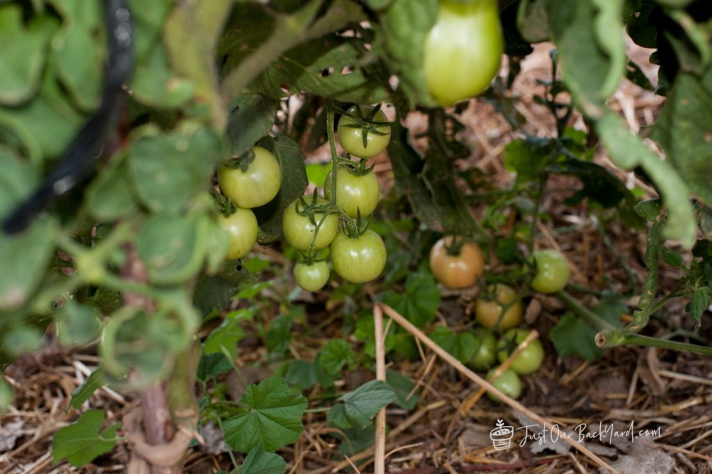 our backyard vegetable garden update early september tomatoes