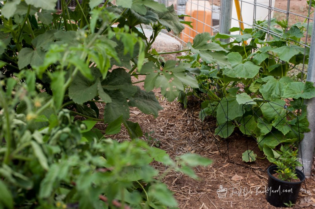 our backyard vegetable garden update early september cucumbers