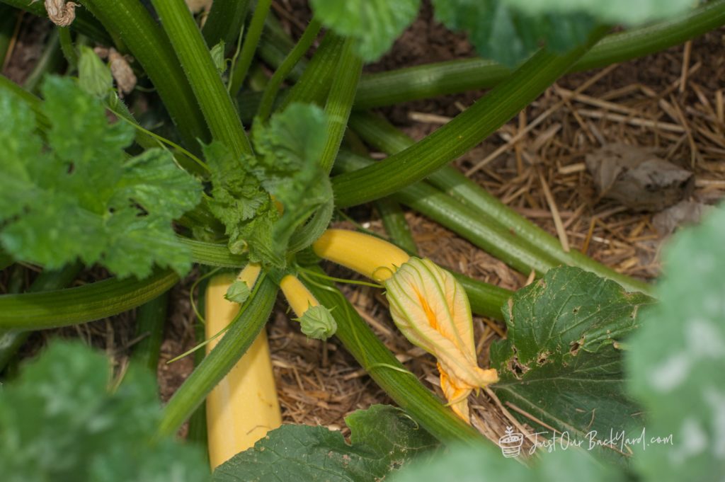 our backyard vegetable garden update early september yellow squash