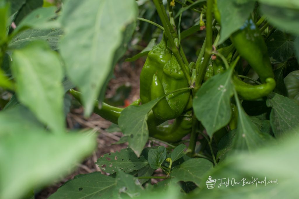 our backyard vegetable garden update early september green chili