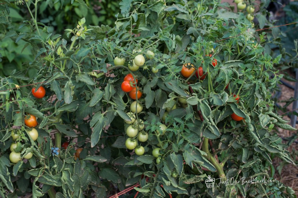 our backyard vegetable garden update early september campari tomato