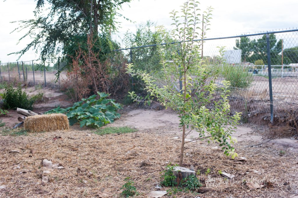 our backyard vegetable garden update early september apple tree
