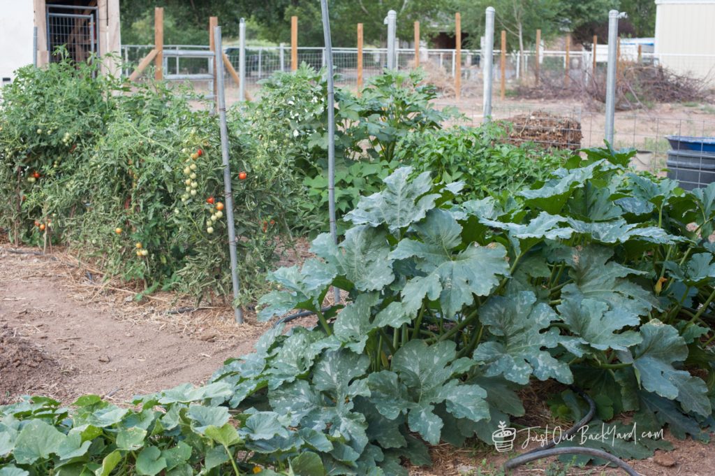 our backyard vegetable garden update early september whole garden