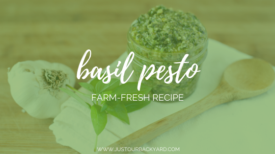 basil pesto recipe for garden excess