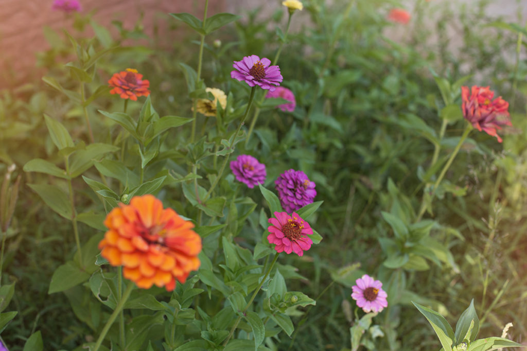 easiest annual flowers for backyard gardeners zinnias are perfect for borders containers and are low-maintenance