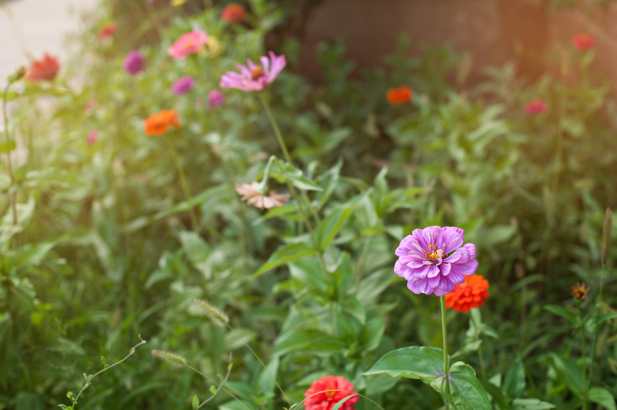 How To Grow Zinnias 