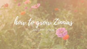 growing zinnias in containers