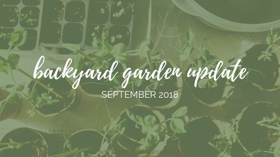 backyard kitchen garden update